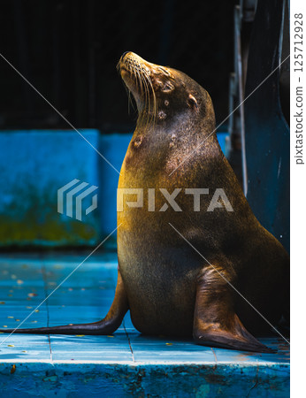 Majestic Sea Lion basking in sunlight at the Dehiwala Zoo, Sri Lanka Majestic Sea Lion basking in sunlight at the Dehiwala Zoo, Sri Lanka 125712928