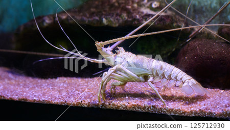Giant White albino lobster in an aquarium tank Giant White albino lobster in an aquarium tank 125712930