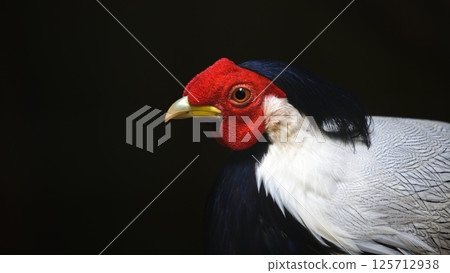 Silver Pheasant bird male (Lophura nycthemera) close-up portrait against the dark background. 125712938