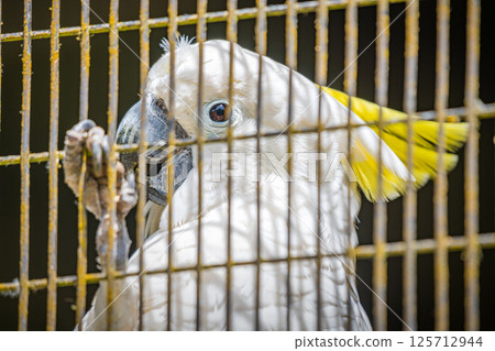 Close-up of a caged yellow-crested cockatoo bird. 125712944