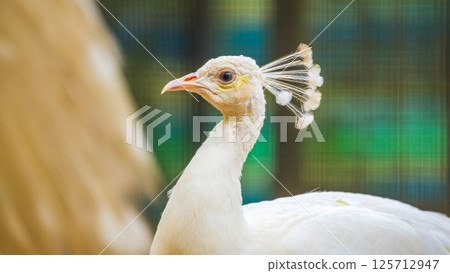 White peacock, albino peacock close-up portrait shot at zoo settings White peacock, albino peacock close-up portrait shot at zoo settings 125712947