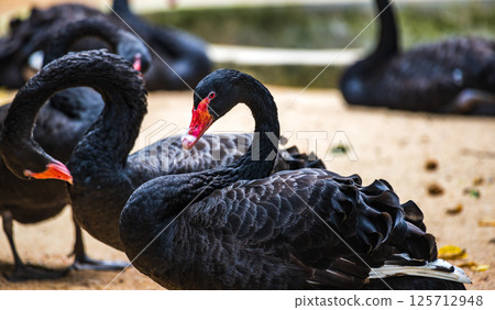 Black swan (Cygnus atratus) close up, many black swans on sandy ground. Black swan (Cygnus atratus) close up, many black swans on sandy ground. 125712948