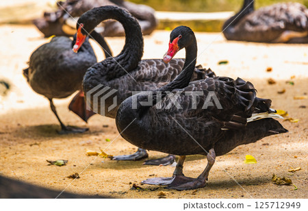 Three black swans with red beaks standing gracefully on sandy ground. (Cygnus atratus) Three black swans with red beaks standing gracefully on sandy ground. (Cygnus atratus) 125712949