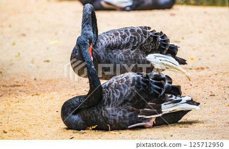 Pair of black swans with red beaks preening feathers and resting on sandy ground. (Cygnus atratus) Pair of black swans with red beaks preening feathers and resting on sandy ground. (Cygnus atratus) 125712950