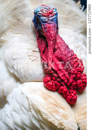 Broad Breasted White Turkey bird close up, vibrant red and blue wrinkled skin around its head and neck, and white feathers Broad Breasted White Turkey bird close up, vibrant red and blue wrinkled skin around its head and neck, and white feathers 125712960
