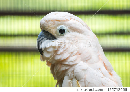 Salmon-Crested Cockatoo bird face close-up in Dehiwal Zoo. Salmon-Crested Cockatoo bird face close-up in Dehiwal Zoo. 125712966