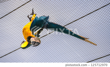 Blue-and-Yellow Macaw bird hanging on mesh net upside down at Dehiwala Zoo, Sri Lanka Blue-and-Yellow Macaw bird hanging on mesh net upside down at Dehiwala Zoo, Sri Lanka 125712970