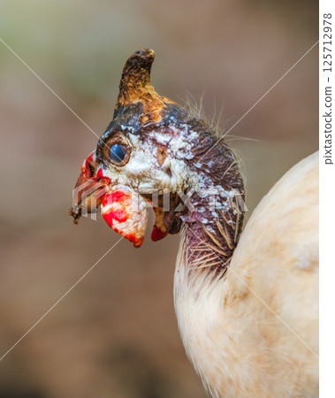 Guinea Fowl's unique head and facial features detailed close-up shot. Guinea Fowl's unique head and facial features detailed close-up shot. 125712978