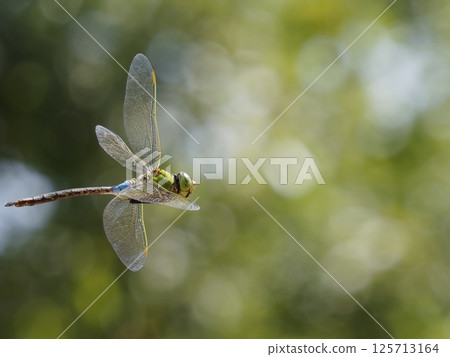一隻白尾蜻蜓在樹梢間飛翔 125713164