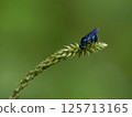 一隻巨型蝙蝠在植物上飛翔 125713165
