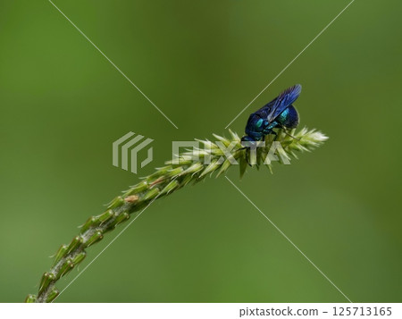 一隻巨型蝙蝠在植物上飛翔 125713165