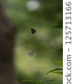 一隻小黃蝴蝶在約會 125713166