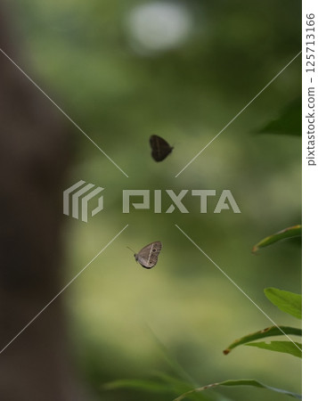 A small yellow butterfly during rendezvous 125713166