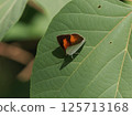 棲息在葉子上的 Curetis acuta 125713168