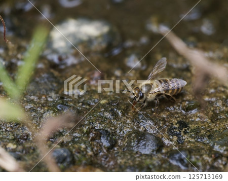 日本蜜蜂吸水 125713169