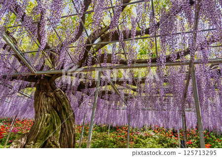 足利花卉公園大田區 125713295