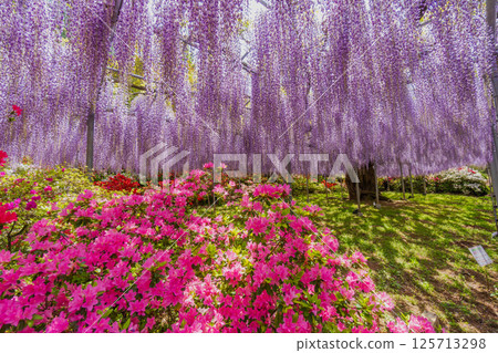 足利花卉公園：杜鵑花和紫藤 125713298