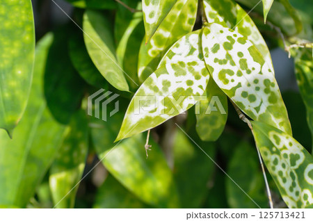 Asparagaceae, Dracaena surculosa Lindl or Gold Dust Dracaena or Japanese Bamboo or Spotted Dracaena or bicolor plant 125713421