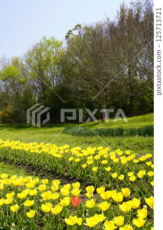 鬱金香盛開的公園 鬱金香盛開的公園 125713721