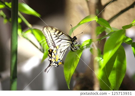 一隻燕尾蝶來到柚子樹上產卵 125713931