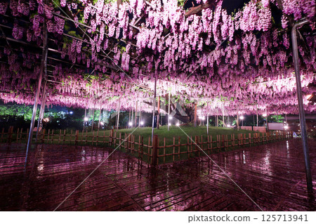 Ashikaga City Ashikaga Flower Park Yaeguro Ryuto's light up 125713941