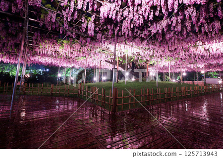 Ashikaga City Ashikaga Flower Park Yaeguro Ryuto's light up 125713943