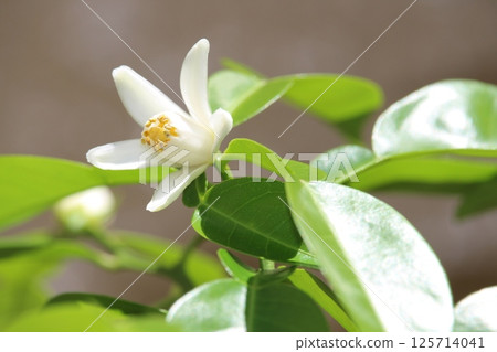 第一批柚子花盛開 125714041