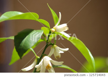 第一批柚子花盛開 第一批柚子花盛開 125714043