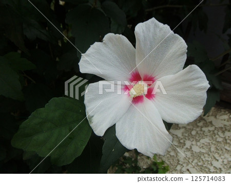 白色mukoge的花 白色mukoge的花 125714083