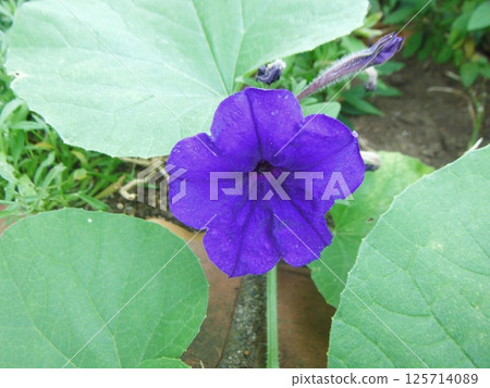 Purple-flowered morning glory 125714089