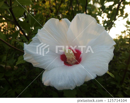 White Hibiscus White Hibiscus 125714104