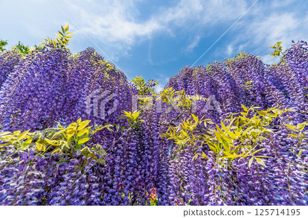 足利花卉公園 125714195