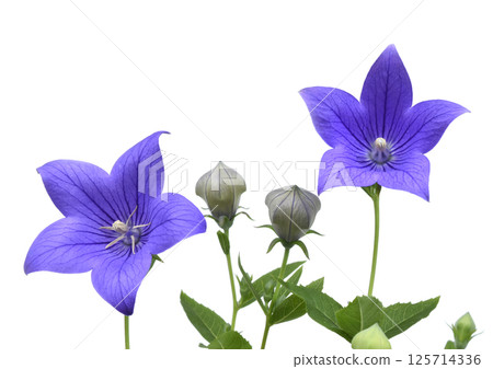 Bellflower, one of the seven autumn herbs, A3 (fixed photo) Bellflower, one of the seven autumn herbs, A3 (fixed photo) 125714336