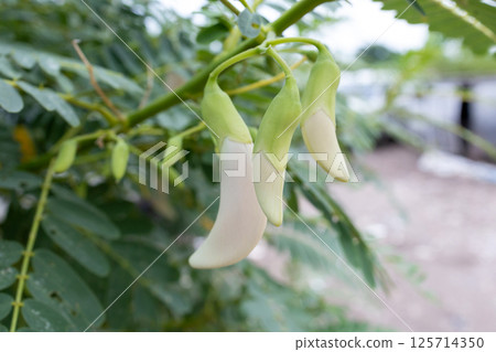 Agasta tree focus selective 125714350