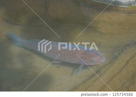 鯉魚在溪流裡遊來游去 鯉魚在溪流裡遊來游去 125714388