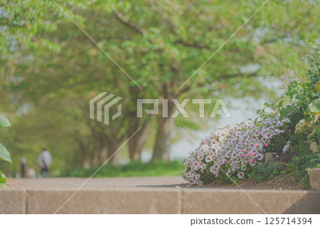 新鮮的綠葉和藍眼菊 125714394