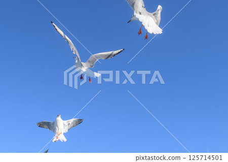 Seagull Ferry Mount Unzen Fugen Shimabara Kumamoto Seagull Ferry Mount Unzen Fugen Shimabara Kumamoto 125714501
