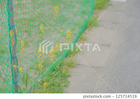 路邊芥菜 125714519