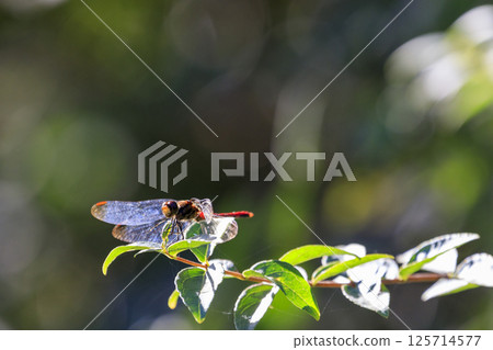 秋季森林風光:一隻紅蜻蜓停在樹枝上 秋季森林風光:一隻紅蜻蜓停在樹枝上 125714577