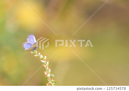 Icarus butterfly resting on grass in autumn forest 125714578
