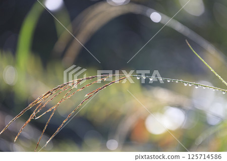 Silver grass heads wet with autumn rain 125714586