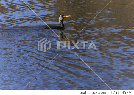A cormorant swimming on the surface of a pond in autumn 125714589
