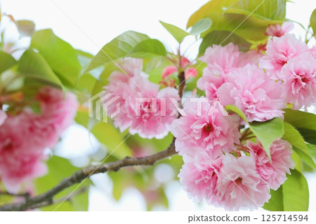Close-up of double cherry blossoms (Sekiyama) in full bloom [White background] 125714594