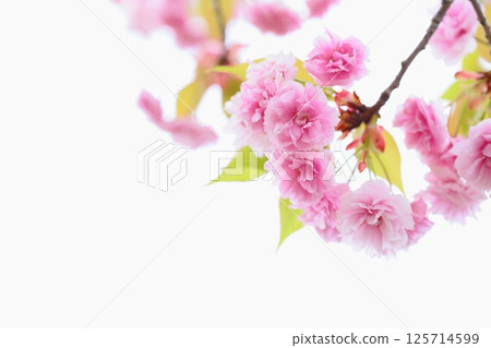 盛開的重瓣櫻花樹（Fugenzo）的特寫 [白色背景] 125714599