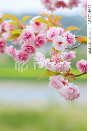 Double-flowered cherry blossoms in full bloom (Fugenzo) along Tenryukyo Double-flowered Cherry Blossom Highway 125714603