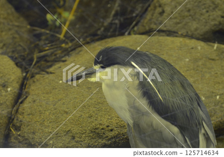 Great blue heron 125714634