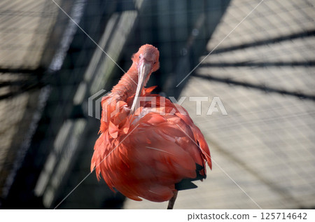 Scarlet ibis Scarlet ibis 125714642