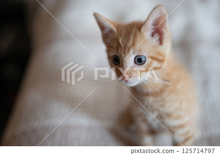 Curious orange kitten exploring its surroundings in cozy indoor space Curious orange kitten exploring its surroundings in cozy indoor space 125714797