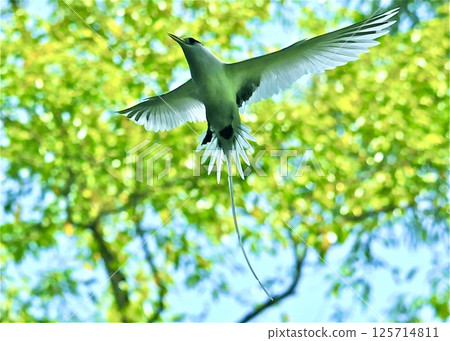 帛琉的記憶，白尾熱帶蝴蝶。 125714811