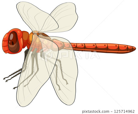 Detailed Vector Illustration of a Red Dragonfly Detailed Vector Illustration of a Red Dragonfly 125714962